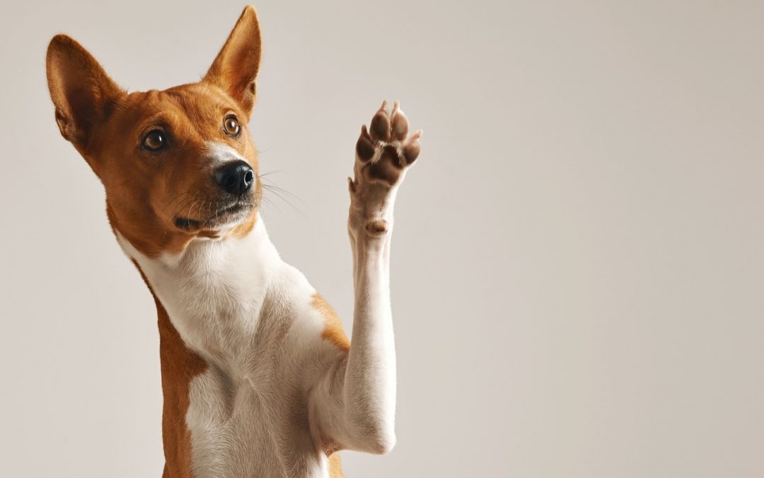 E-Training for Dogs