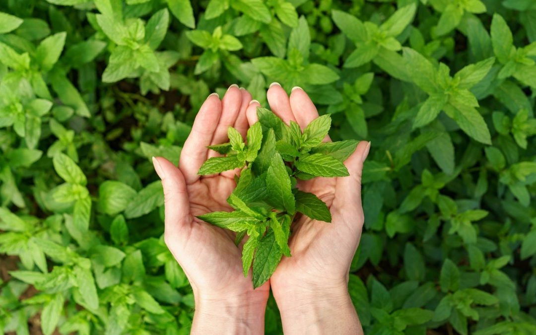 5 Best Medicinal Herbs for Dogs