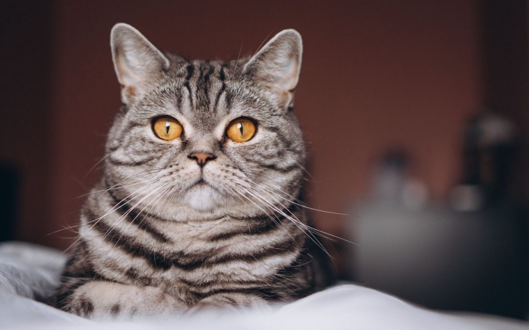 Can You Give Your Cat Probiotics?