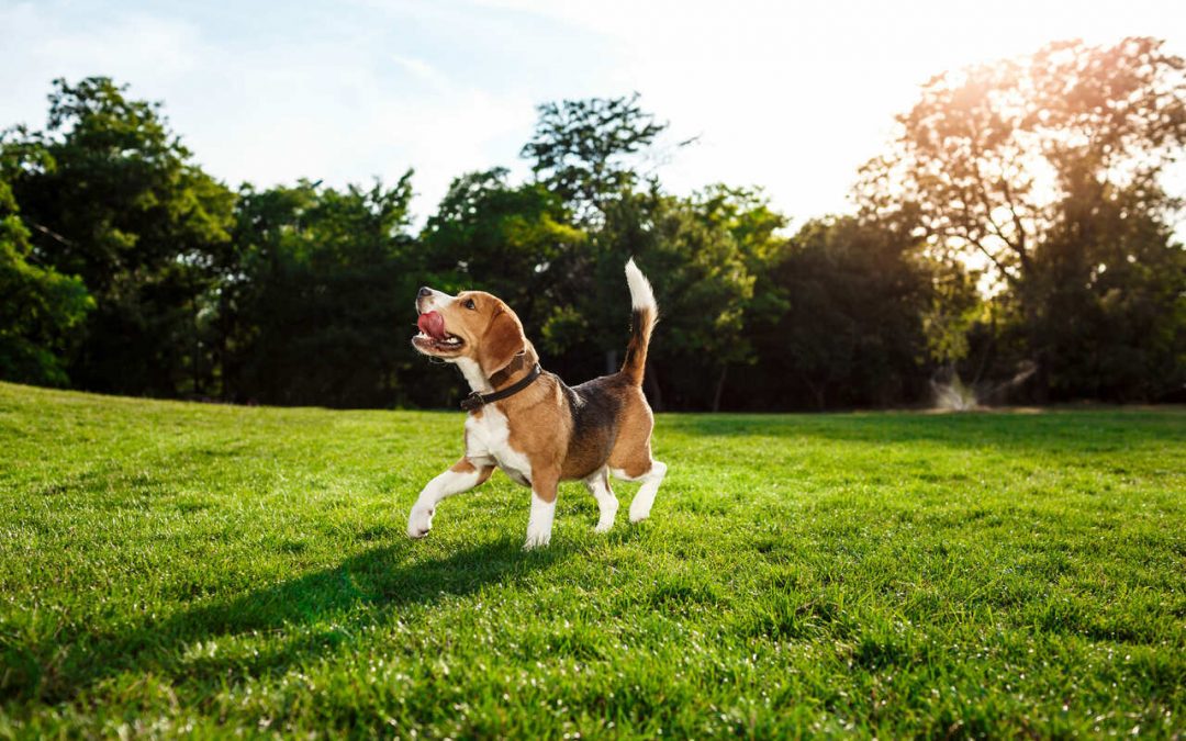 Things To Know Before Buying a Dog