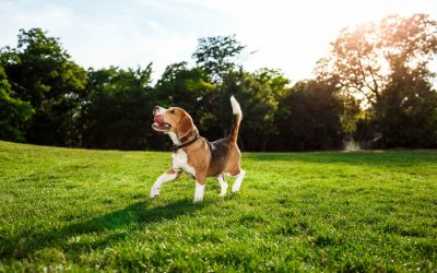 Things To Know Before Buying a Dog