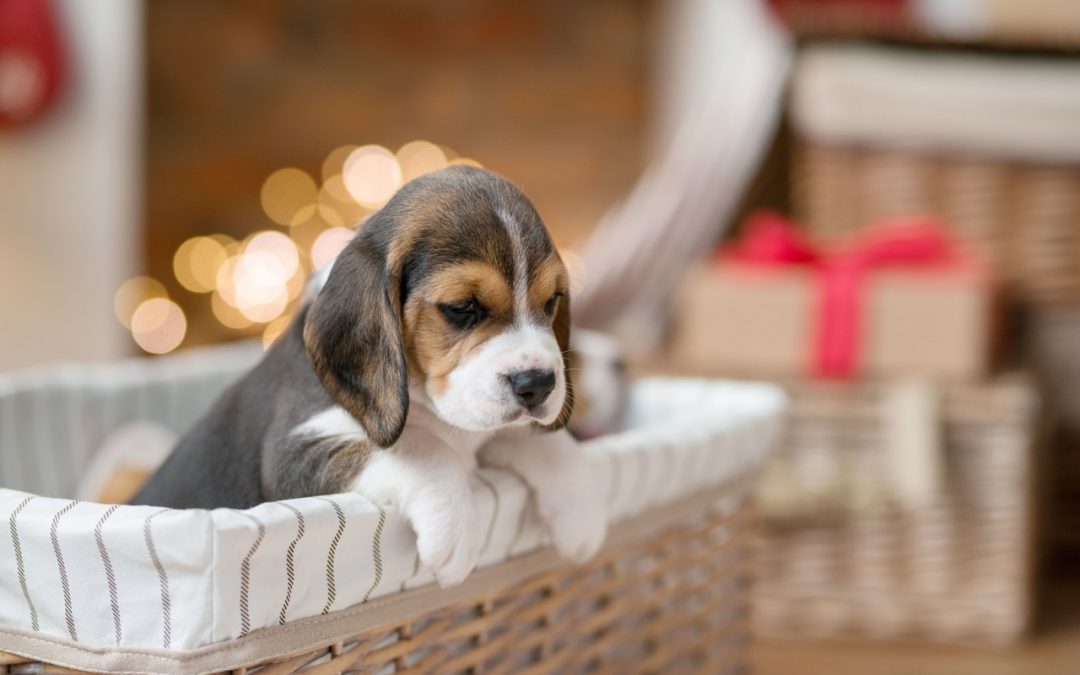 Getting a Puppy for Christmas