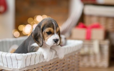 Getting a Puppy for Christmas